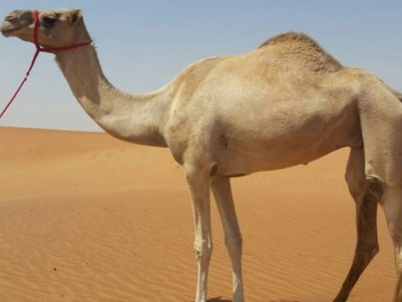 اضغط لمشاهدة الفيديو : تعرف على قصة "الناقة الرابضة" على جانب طريق عام بالقنفذة!